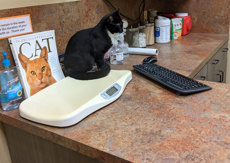 Carousel Slide 4: Wellness Exams & Preventative Care