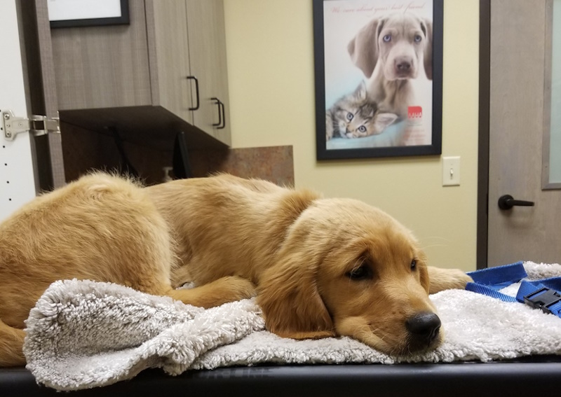 Carousel Slide 5: Puppy & Kitten Preventative Care